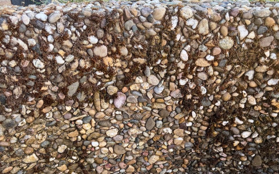 Bewachsene Waschbetonmauer vor der Reinigung